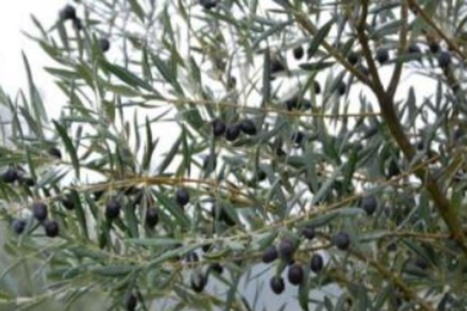 Azeite, Produção, Azeitona, Alentejo, Cooperativa Agrícola de Moura e Barrancos 