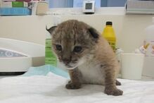 Mais 12 crias de Lince-ibérico nasceram nos últimos dias no Centro de Reprodução da espécie, em Silves. Só uma não sobreviveu, informou ontem o Instituto de Conservação da Natureza. São três ninhadas das fêmeas Fresa, Flora e Fruta e dos machos Éon, Foco e Fresco. Neste momento, há 17 crias no Centro. Duas, filhas de Biznaga, estão a ser alimentadas artificialmente e já pesam cerca de 800 gramas. 