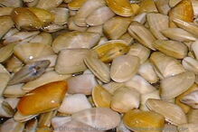 mafra, centro de saúde, bivalves, hipermercado, consultas, intoxicação