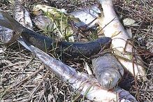 Peixes, Mortos, BARRAGEM,