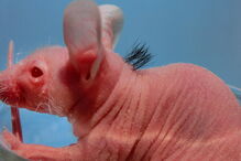ciência, ratos sem pelo, células tronco
