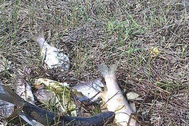 barragem caldeirão, salmonelas, barragem, guarda, saúde pública