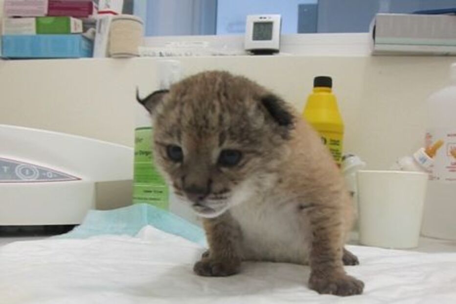 Mais 12 crias de Lince-ibérico nasceram nos últimos dias no Centro de Reprodução da espécie, em Silves. Só uma não sobreviveu, informou ontem o Instituto de Conservação da Natureza. São três ninhadas das fêmeas Fresa, Flora e Fruta e dos machos Éon, Foco e Fresco. Neste momento, há 17 crias no Centro. Duas, filhas de Biznaga, estão a ser alimentadas artificialmente e já pesam cerca de 800 gramas. 