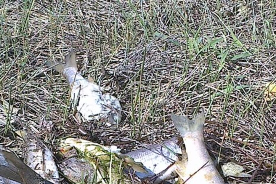 Peixes, Mortos, BARRAGEM,