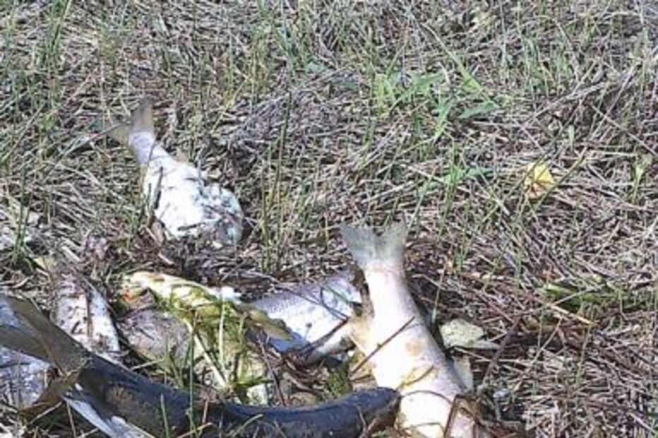 barragem caldeirão, salmonelas, barragem, guarda, saúde pública