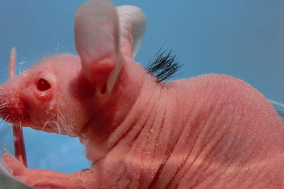 ciência, ratos sem pelo, células tronco