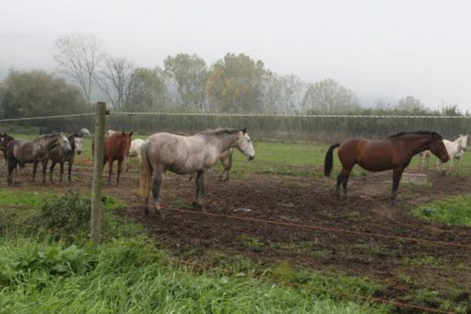 cavalo lusitano, França