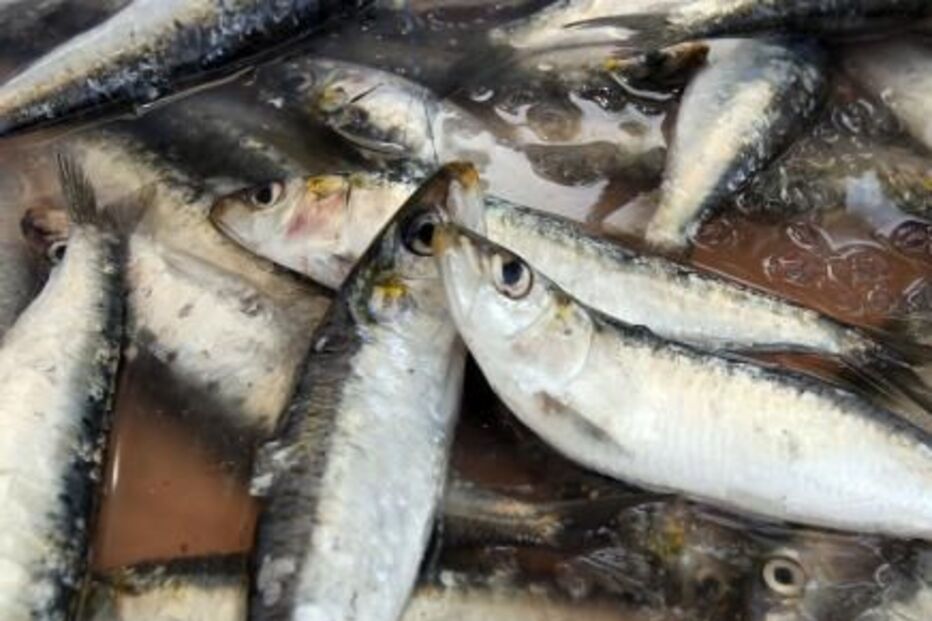 Tudo sobre a sardinha