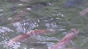 Nazaré: Peixes mortos no rio Alcoa