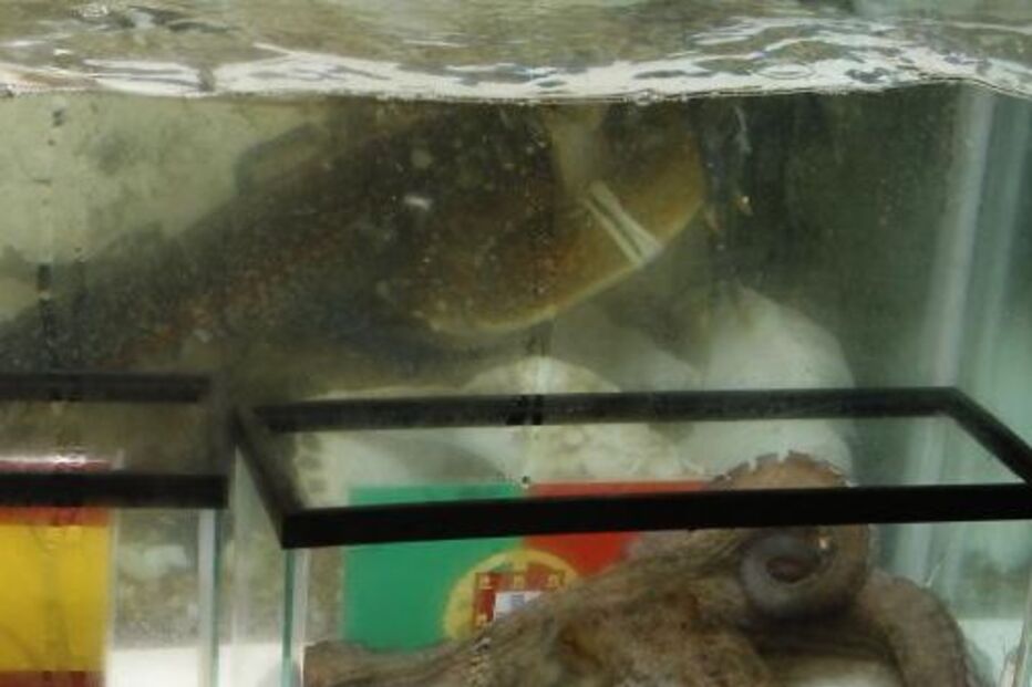 'Paulina' faz 'gato-sapato' dos espanhóis