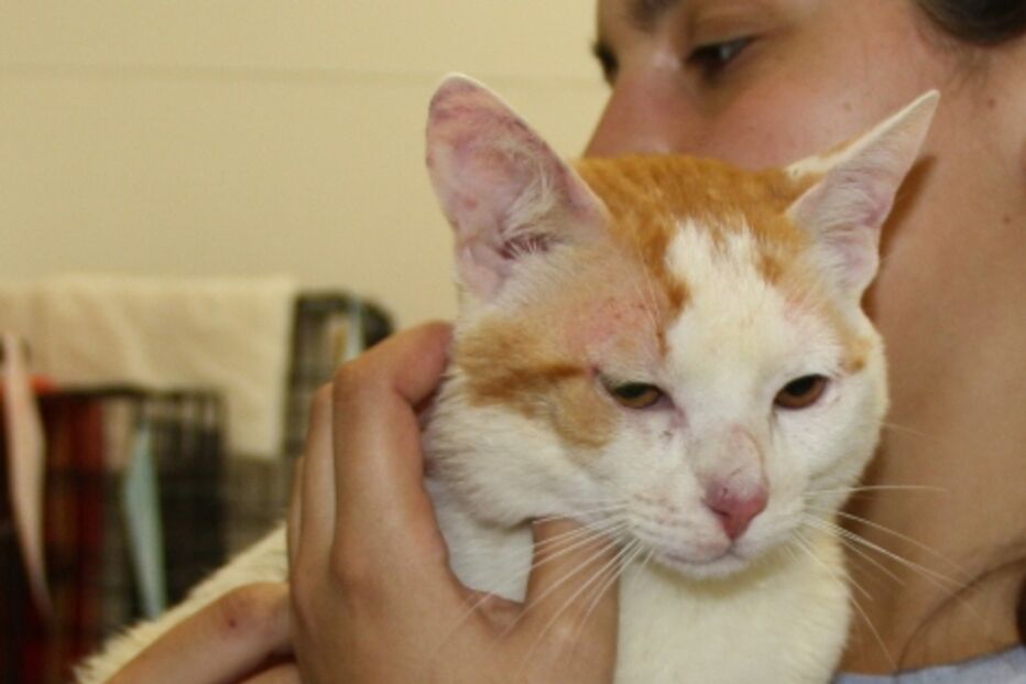 GATOS, MORTE, SINTRA, RIO DE MOURO