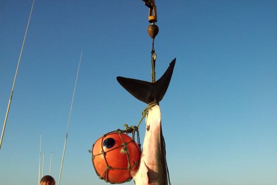 TUBARÃO, SESIMBRA, TUBARÃO-BRANCO, PESCADORES