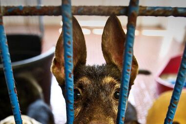 ANIMAIS, ABANDONO, DESPEJOS