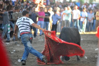 Cerca de mil pessoas, entre as quais campinos, cavaleiros e amazonas, percorreram ontem as ruas da cidade, no âmbito da 80.ª edição da ‘Festa do Colete Encarnado’. (Rui Minderico)
