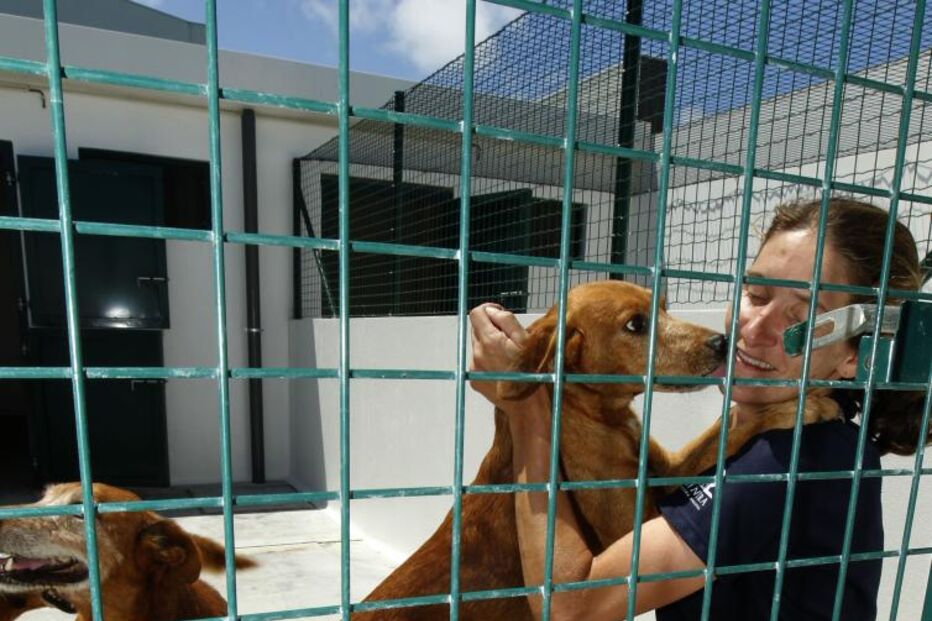 CANIL, ANIMAIS, SINTRA