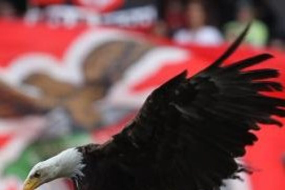 vitória, águia, benfica, jogo, futebol, fundação luís figo, estádio da luz