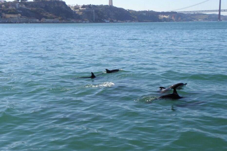 A qualidade da água e a quantidade de choco nas águas do rio Tejo estão a atrair cada vez mais golfinhos. Os avistamentos são cada vez mais frequentes. (Direitos Reservados) 