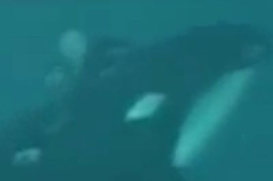 San Diego, EUA, Baleia, assassina, ataque, tratador, pé, ferido, Ken Peters 