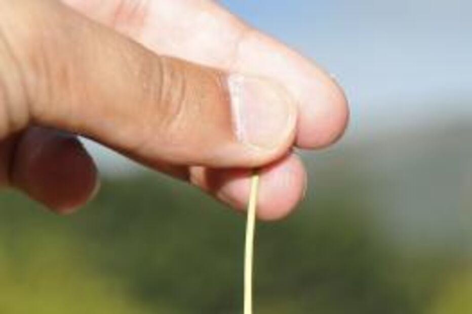 cereja, seca, azeitonas, azeite, agricultura, tempo, meteo, prejuízos