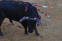 viana do castelo, touradas, tauromaquia, toiros, anmp, municípios, anti-tourada
