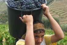 VINDIMAS, VINHO, DOURO, PRODUÇÃO
