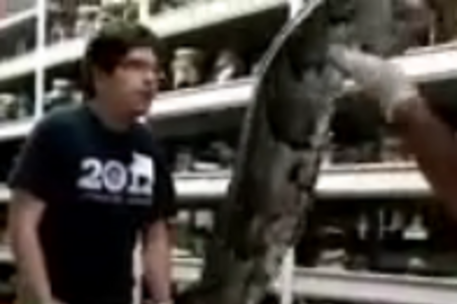 cobra, serpente, píton, répteis, animais, florida, eua