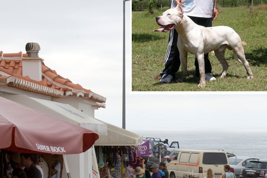 CÃO, ATAQUE, ALGARVE, ODECEIXE, DOGUE ARGENTINO