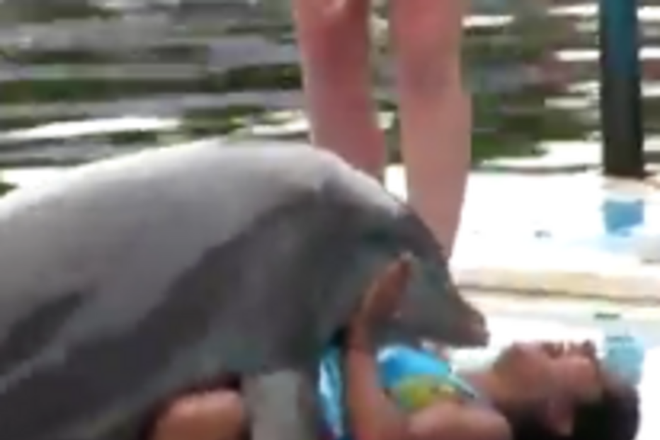 golfinho, animais, piscina, cuba