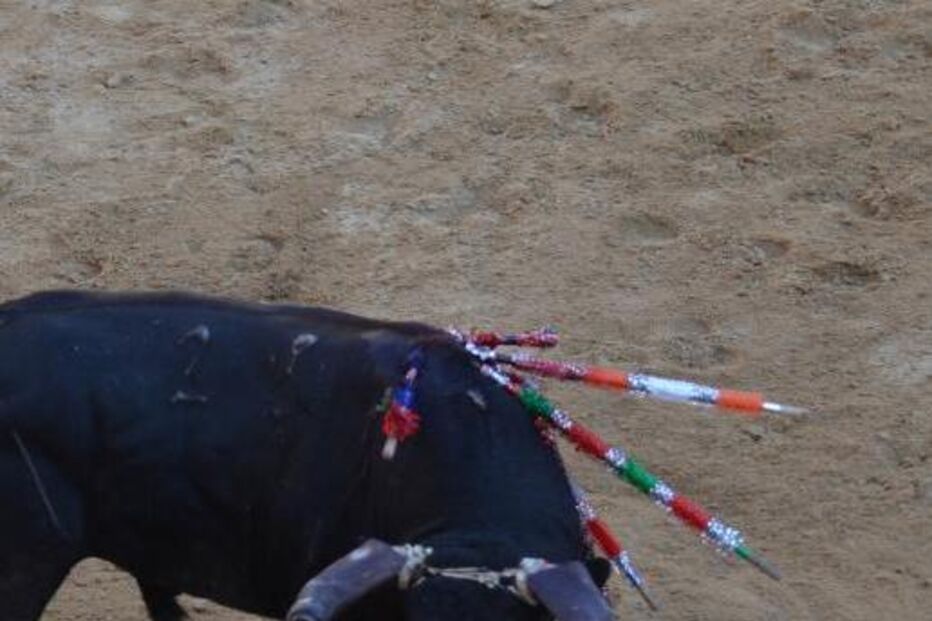 viana do castelo, touradas, tauromaquia, toiros, anmp, municípios, anti-tourada