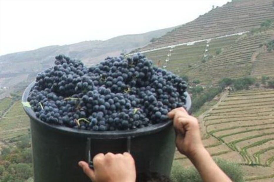 VINDIMAS, VINHO, DOURO, PRODUÇÃO