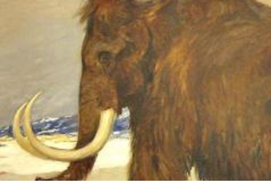 dente, mamute, dusseldorf, arqueologia, história, alemanha, escavação