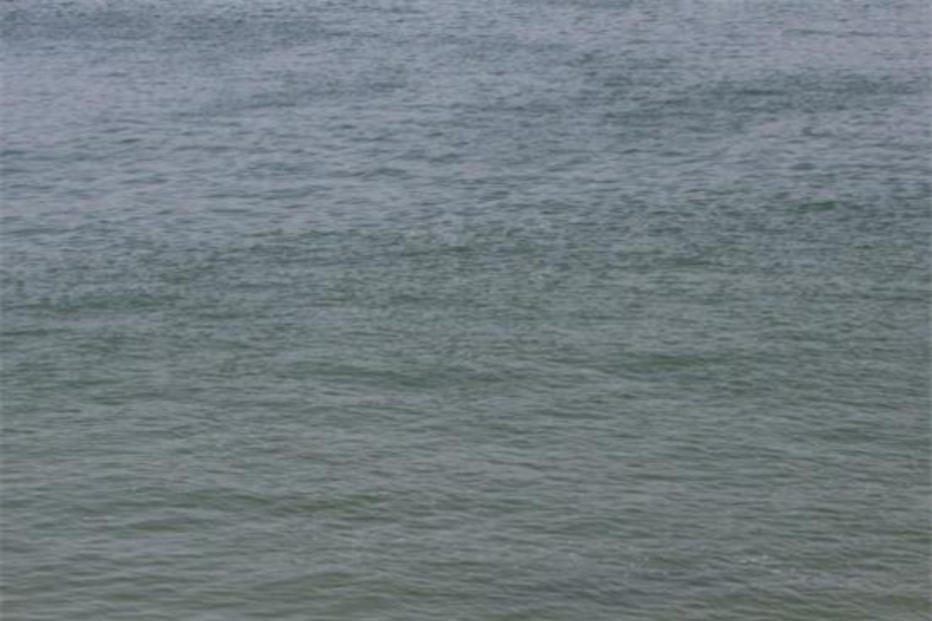 Tubarão, Praia, Alentejo, Milfontes, Polícia Marítima, Sines, Odemira