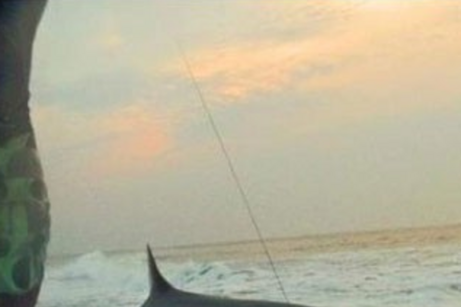 pesca, cana de pesca, tubarão, nova jérsia, peixes, tony cutugno, ocean city