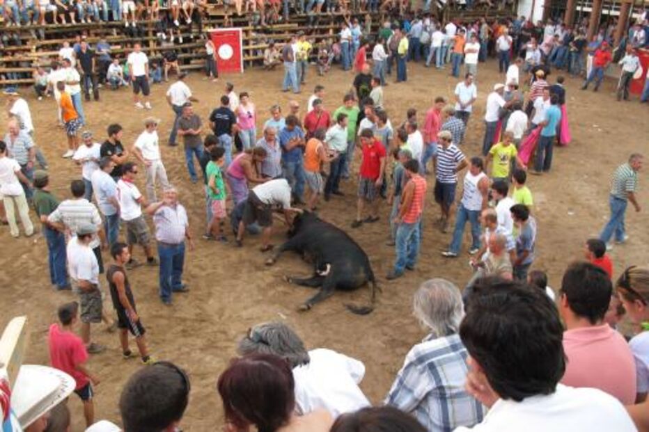 Barrancos, Associação Animal, touros de morte, vergonhosa, António Tereno, Rita Silva