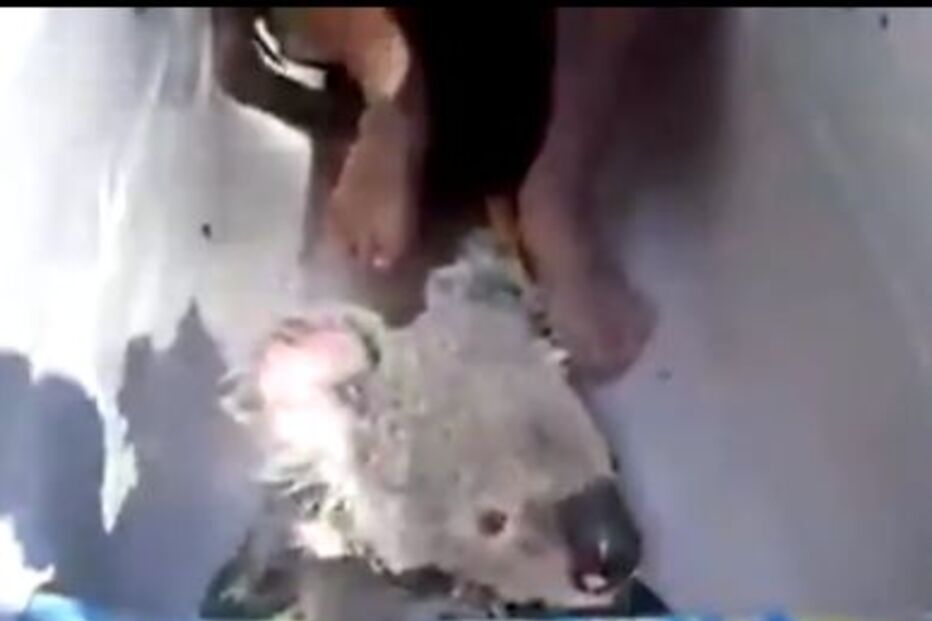 coala, austrália, canoas, ilha, rio, costa dourada