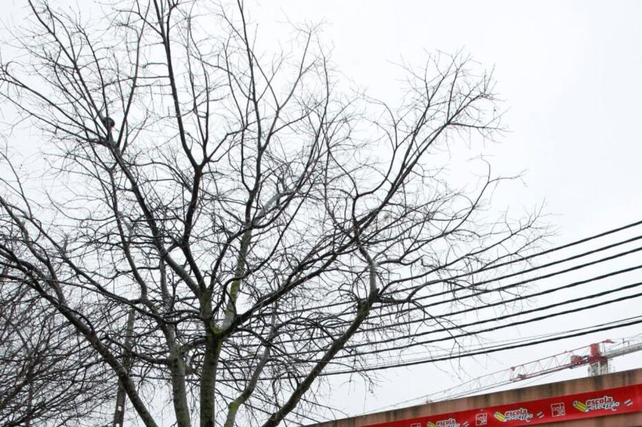 educação, professores, alunos, nuno crato