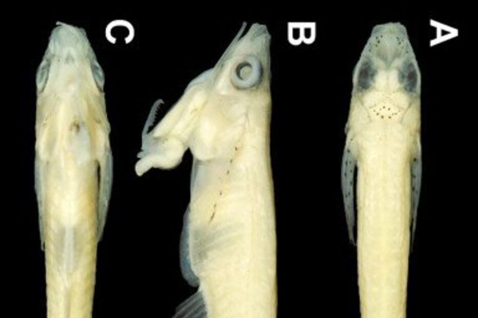 peixe, pénis, descoberta, fecundação, ciência, biologia