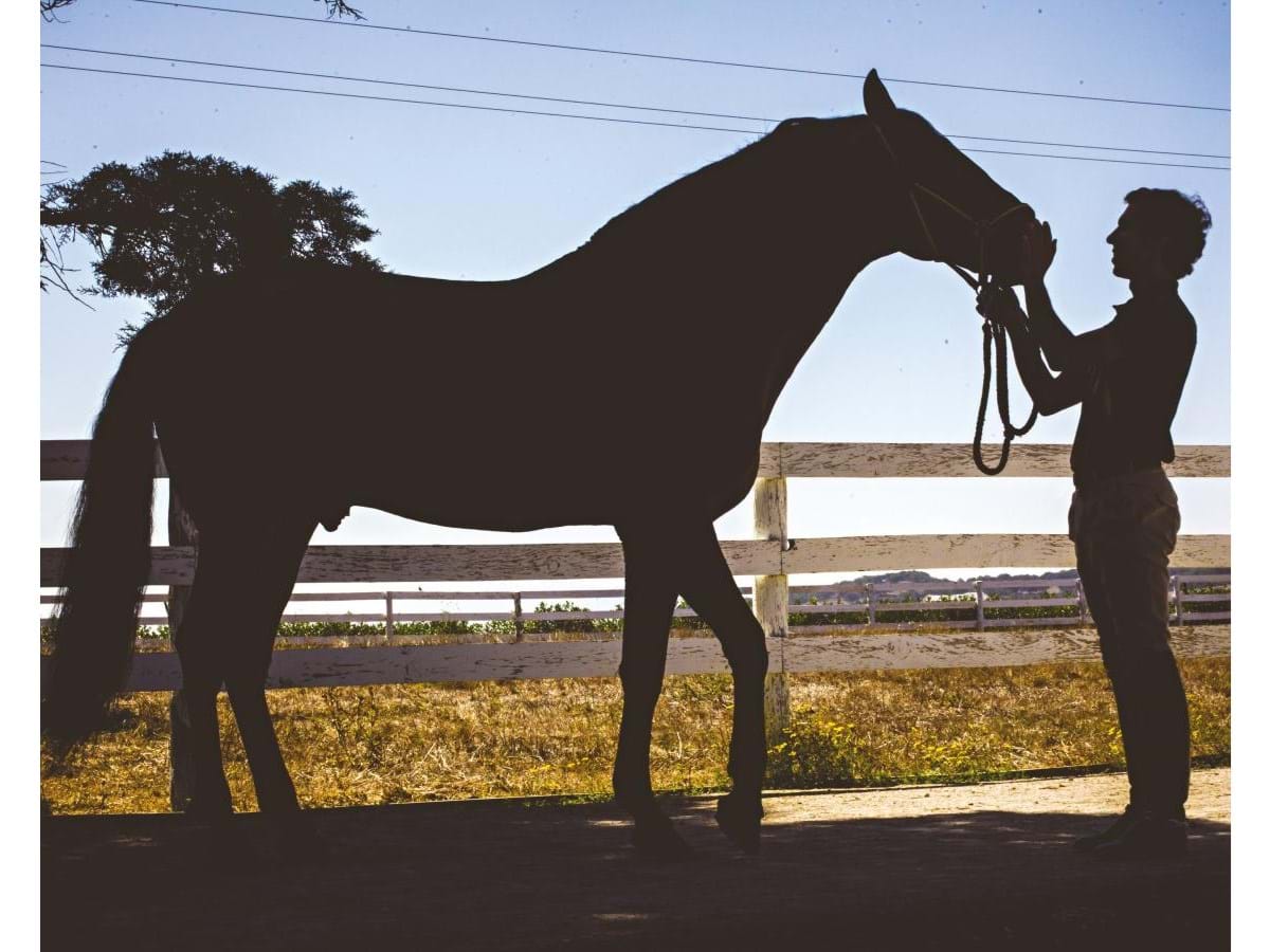 COMBATE MONTADO  Como era Lutar de Cima de Um Cavalo na Idade