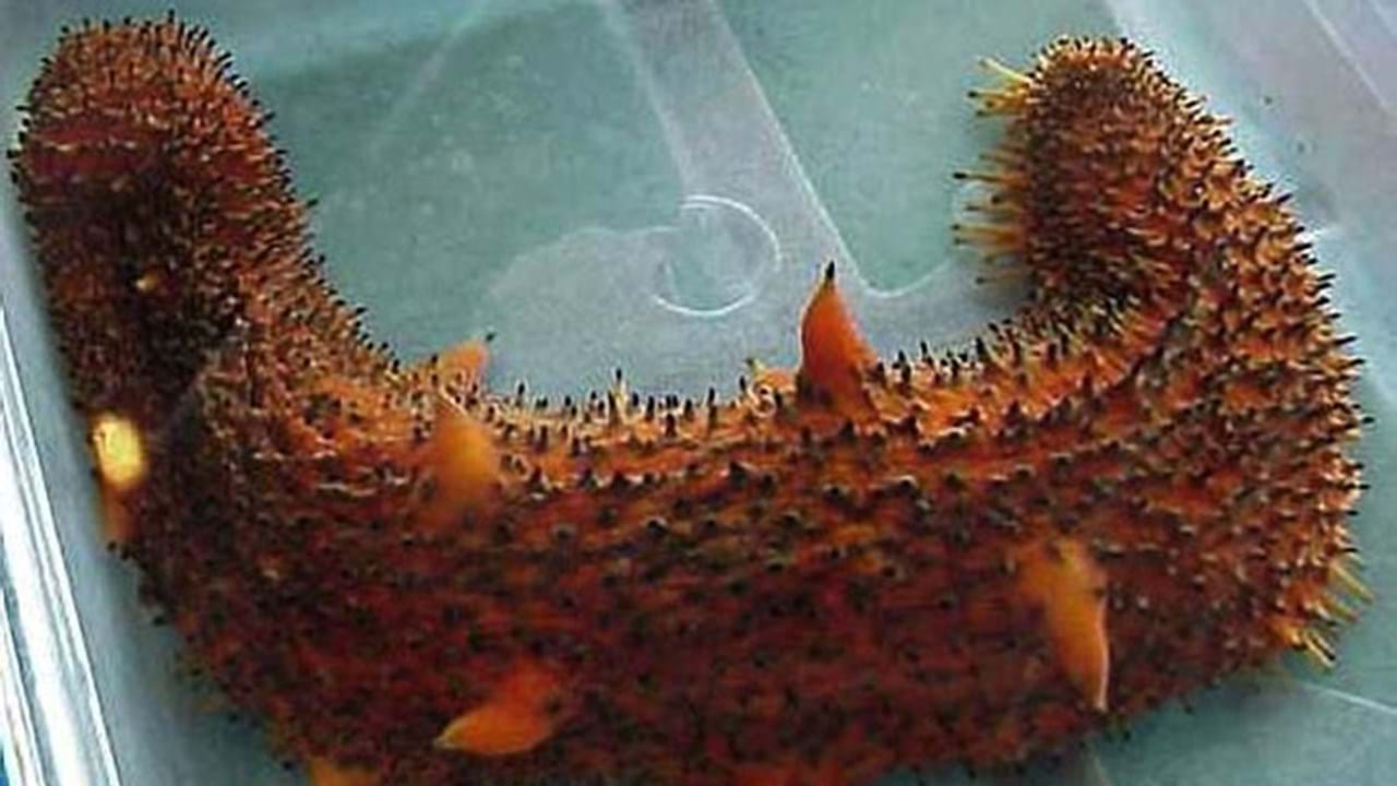Pepinos-do-mar podem reduzir doenças cardiovasculares - Tecnologia -  Correio da Manhã