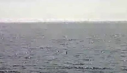 General Theirs repeat Tubarão-martelo em Sesimbra (COM VÍDEO) - Sociedade - Correio da Manhã