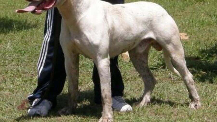 O dogue argentino é uma das raças considerada perigosa