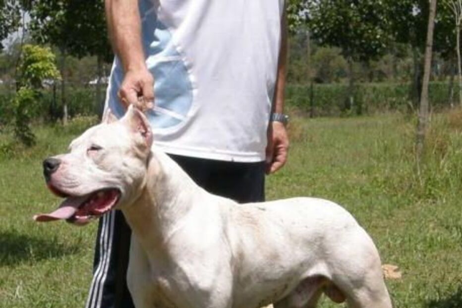 cães, animais, perigo, ataques, pessoas, agricultura, direcção