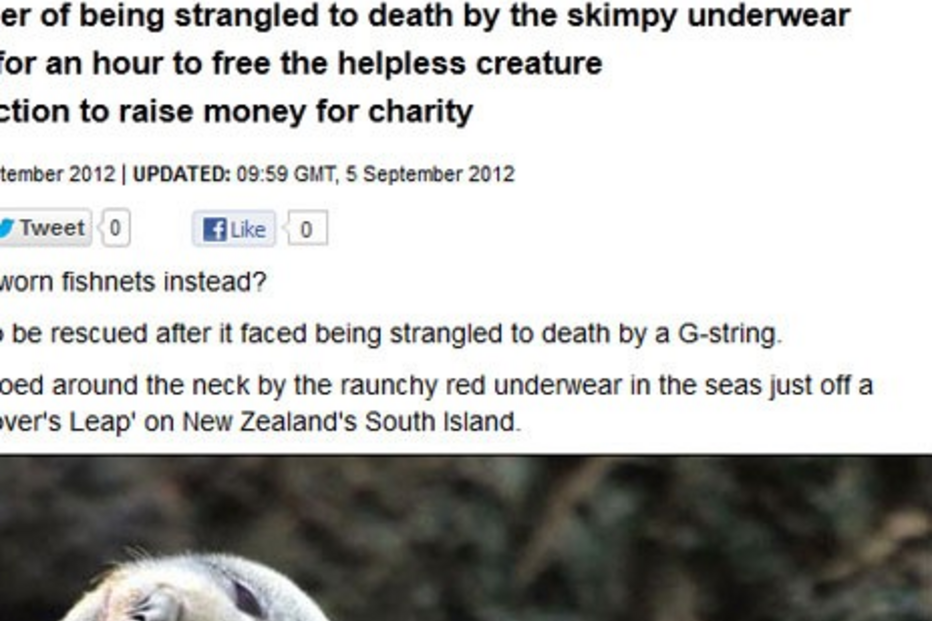 foca, lingerie, cuecas, nova zelândia, animais