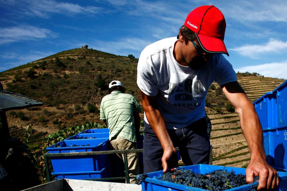 Museu, Douro, rogas, vindimas 
