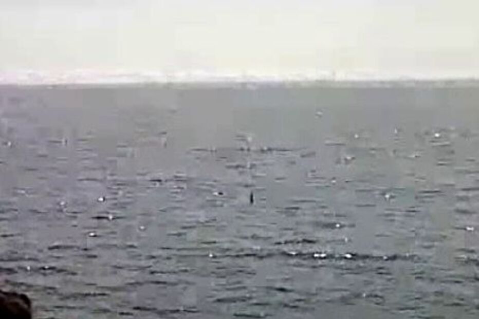 SESIMBRA, TUBARÃO, AMBIENTE