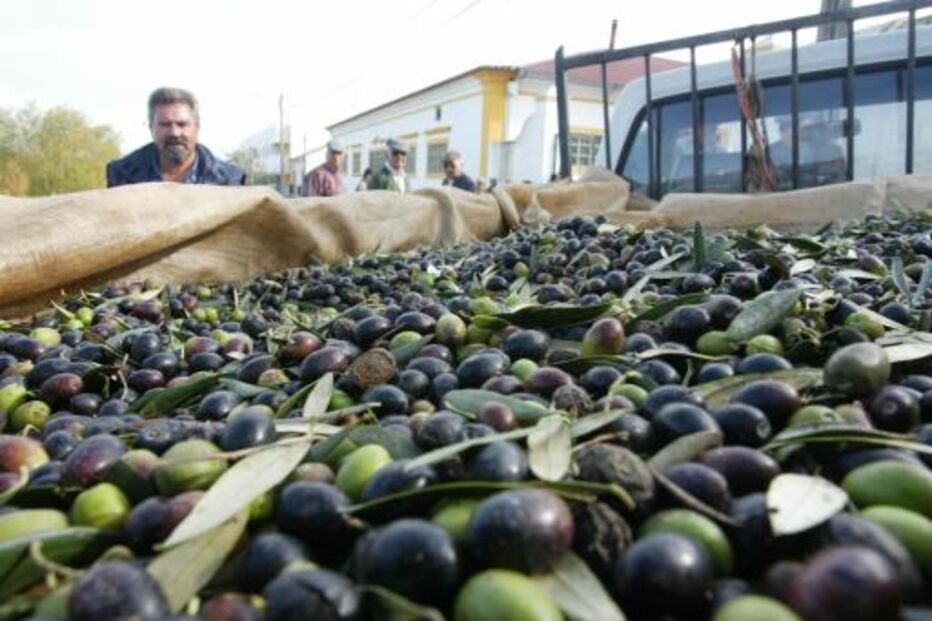 Azeitonas, Provadores, APABI