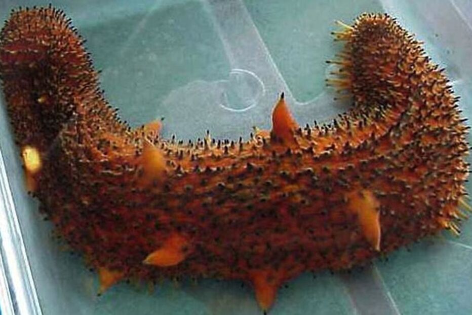 pepino do mar, investigação, doenças cardiovasculares