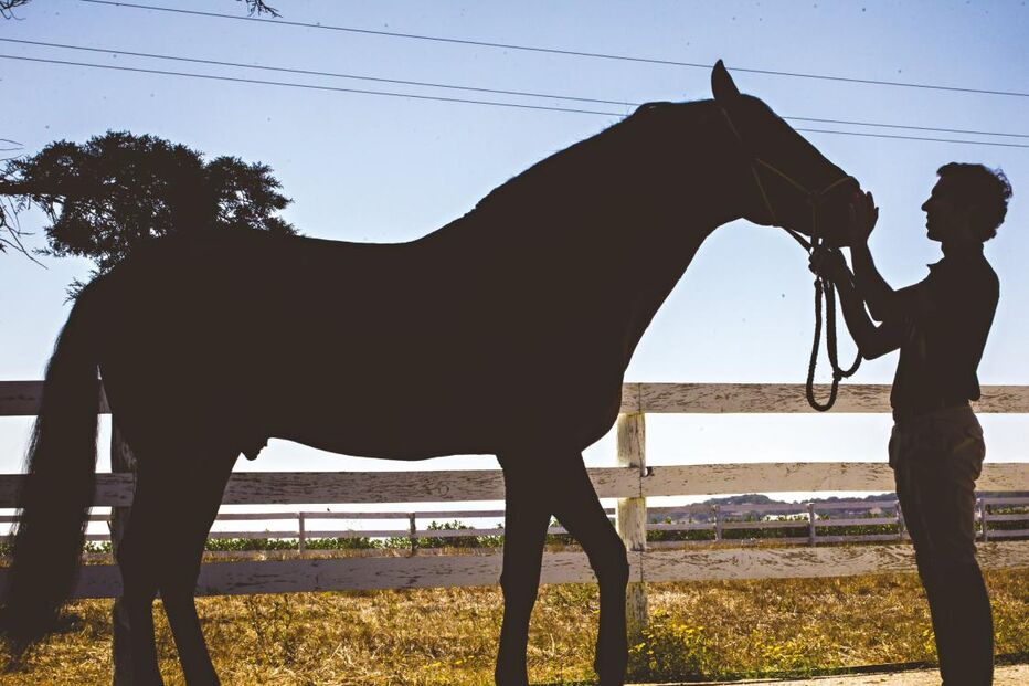 Cavalo lusitano, Sémen, Equitação, Coudelaria