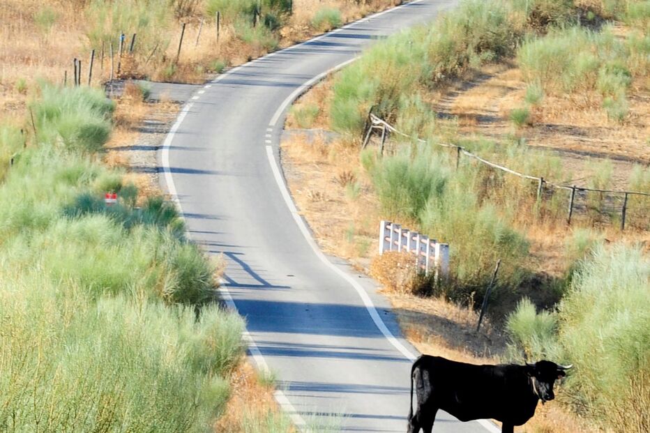 IDANHA-A-NOVA, GADO, BOVINOS, POPULAÇÃO, MEDO