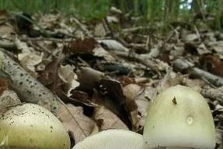 Cogumelos, Casal, Morre, venenosos